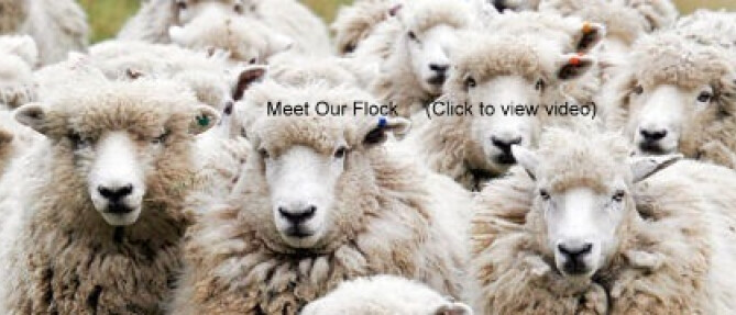 sheep flock try 4
